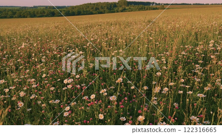 Chamomile And Other Wildflowers At Sunset. Floral Background Illuminated By Golden Evening Sun. Beautiful Clovers Field At Sunset. Meadow Herbs. Clover And Chamomile. Slow motion. Chamomile And Other Wildflowers At Sunset. Floral Background Illuminated By Golden Evening Sun. Beautiful Clovers Field At Sunset. Meadow Herbs. Clover And Chamomile. Slow motion. 122316665
