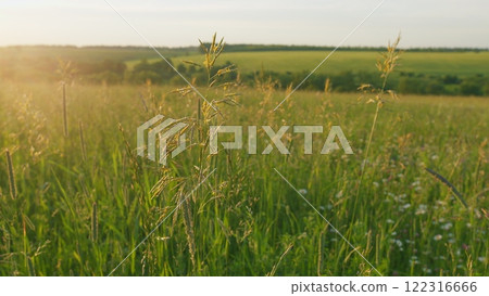 Wind Gently Sways Grass Stalks. Field In Summer With Tall Grass. Spring Morning In Nature. Tranquil Field. Summer On Lawn. Gimbal Stabilize. 122316666