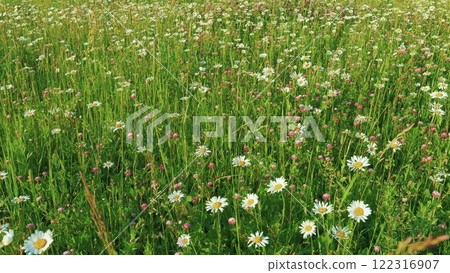 White Chamomiles On Green Grass Background. Swaying With Tall Grass In A Gentle Breeze. Natural Background. Summer Field With Daisies And Pink Clover. Moves slowly. 122316907