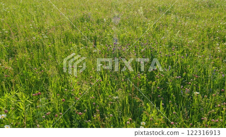 Clover Flowers In Meadow. Trifolium Clover In Bloom. Field Of Flowering Clovers. Clover Trifolium In A Grassy Pasture In Field. Gimbal shot. 122316913