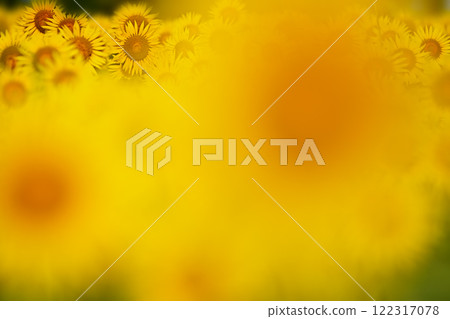 透過模糊的向日葵看到一叢花 透過模糊的向日葵看到一叢花 122317078