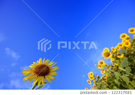 Sunflowers and blurred sunflower fields Sunflowers and blurred sunflower fields 122317081