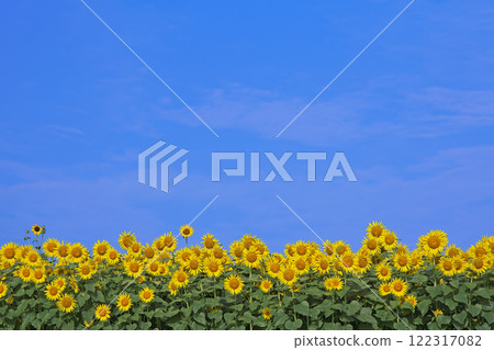 Sunflower field and blue sky Sunflower field and blue sky 122317082