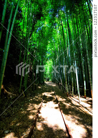 中國地區/原國鐵倉吉線遺址/日本最美的廢棄鐵道遺址、竹林中漂浮的廢棄鐵道風景/鳥取縣倉吉市(3) 中國地區/原國鐵倉吉線遺址/日本最美的廢棄鐵道遺址、竹林中漂浮的廢棄鐵道風景/鳥取縣倉吉市(3) 122317107
