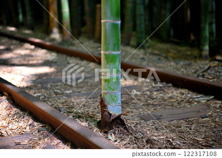 Chugoku region, former JNR Kurayoshi line site, the star of Instagrammable spots: bamboo standing between the rails, Kurayoshi city, Tottori prefecture (1) Chugoku region, former JNR Kurayoshi line site, the star of Instagrammable spots: bamboo standing between the rails, Kurayoshi city, Tottori prefecture (1) 122317108