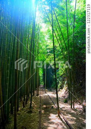Chugoku region, former JNR Kurayoshi Line, the most beautiful abandoned railway line in Japan, the view of the abandoned railway line illuminated by sunlight filtering through the bamboo forest, Kurayoshi City, Tottori Prefecture (4) Chugoku region, former JNR Kurayoshi Line, the most beautiful abandoned railway line in Japan, the view of the abandoned railway line illuminated by sunlight filtering through the bamboo forest, Kurayoshi City, Tottori Prefecture (4) 122317119