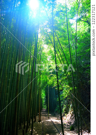 中國地方/原國鐵倉吉線遺址/日本最美的廢棄鐵道遺址、竹林中漂浮的廢棄鐵道風景/鳥取縣倉吉市(5) 122317121