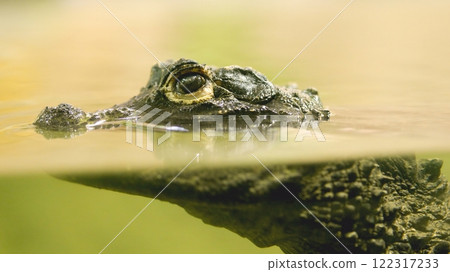 Crocodile swimming in water, close up of eye and snout Crocodile swimming in water, close up of eye and snout 122317233