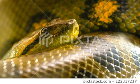 Green anaconda snake resting on its coils in the jungle 122317237