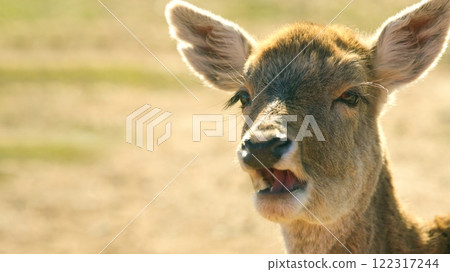 Deer fawn looking very amazed and surprised at copy space 122317244