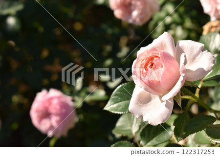 pale pink autumn roses 122317253