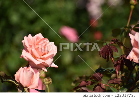 Pink autumn roses Pink autumn roses 122317753