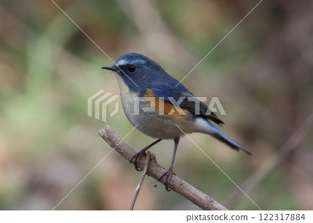 << Nanasawa Forest Park >> Male Blue-and-white flycatcher 122317884