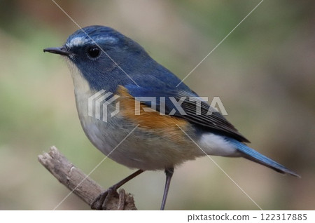 << Nanasawa Forest Park >> Male Blue-and-white flycatcher 122317885