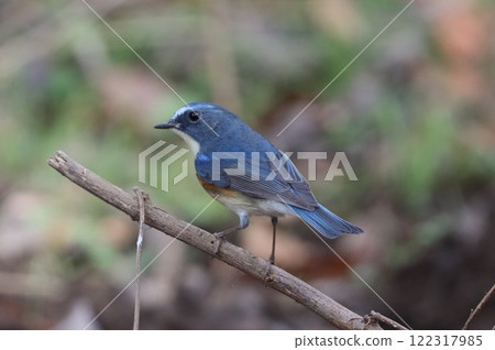 << Nanasawa Forest Park >> Male Blue-and-white flycatcher 122317985