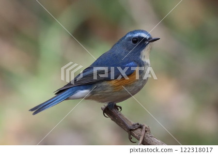<< Nanasawa Forest Park >> Male Blue-and-white flycatcher << Nanasawa Forest Park >> Male Blue-and-white flycatcher 122318017