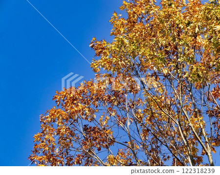 Autumn leaves of Akasaka-cho 122318239