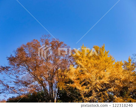 Zelkova and ginkgo leaves in autumn 122318240