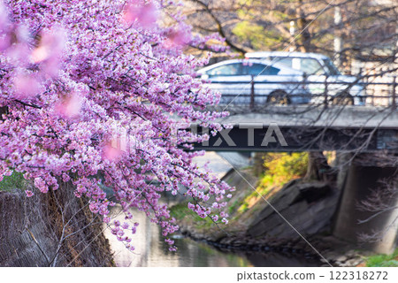 Matsudo City: Kawazu cherry blossoms on Sakagawa River Matsudo City: Kawazu cherry blossoms on Sakagawa River 122318272