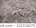 Gray animal feces on the ground in a tropical forest in Asia. 122318275