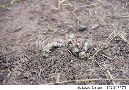 Gray animal feces on the ground in a tropical forest in Asia. Gray animal feces on the ground in a tropical forest in Asia. 122318275