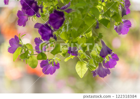 Flowers Flowers 122318384