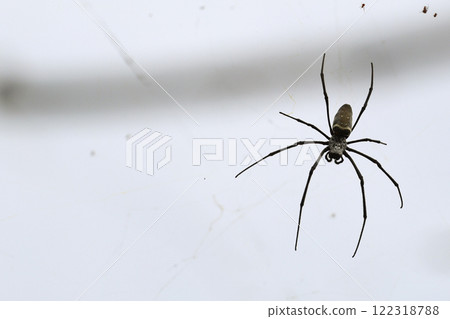 A small spider is quietly sitting on a clean white surface A small spider is quietly sitting on a clean white surface 122318788
