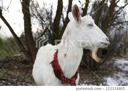 A white goat that is adorned with a red scarf around its neck 122318805
