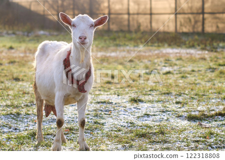 A white goat with a red collar stands in a field with others A white goat with a red collar stands in a field with others 122318808