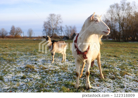 Two goats are currently standing together in a snowy field Two goats are currently standing together in a snowy field 122318809