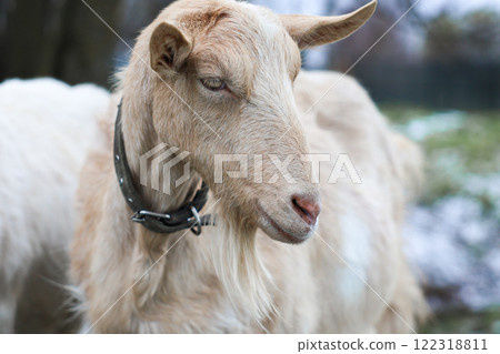 This is a close up image of a goat that is wearing a collar This is a close up image of a goat that is wearing a collar 122318811