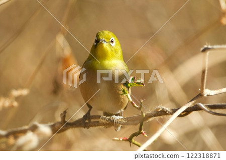 White-eye White-eye 122318871