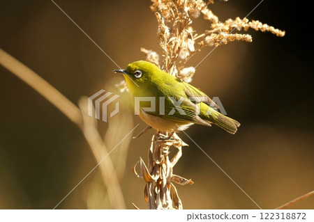 White-eye White-eye 122318872
