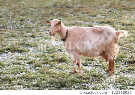 There is a goat wearing a black collar, standing in a grassy field There is a goat wearing a black collar, standing in a grassy field 122318925