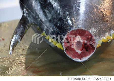 Cross section of a bluefin tuna tail - Tuna connoisseur Cross section of a bluefin tuna tail - Tuna connoisseur 122319003