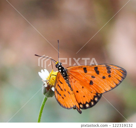 Butterfly on a flower 122319132