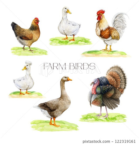 Domestic farm birds on grassy ground watercolor illustration set. Hand drawn hen, duck, goose, turkey and rooster vintage style painted collection isolated on white background Domestic farm birds on grassy ground watercolor illustration set. Hand drawn hen, duck, goose, turkey and rooster vintage style painted collection isolated on white background 122319161