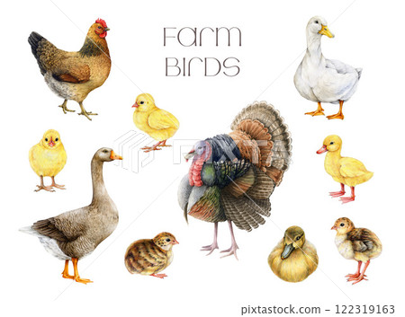 Farm birds hand drawn realistic watercolor illustration set. Hen, chicken, duck, goose, turkey and rooster vintage style painted collection on white background. Countryside farm bird painted set 122319163