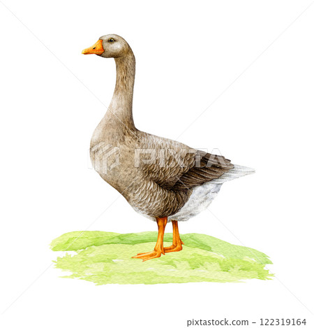 Goose on grassy ground hand drawn watercolor illustration. Farm waterfowl bird isolated on white background. Realistic detailed goose standing on the ground side view vintage style illustration Goose on grassy ground hand drawn watercolor illustration. Farm waterfowl bird isolated on white background. Realistic detailed goose standing on the ground side view vintage style illustration 122319164