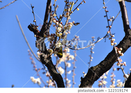White plum White plum 122319174