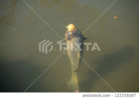 日本鯉魚在黑暗的池塘裡游泳 122319267