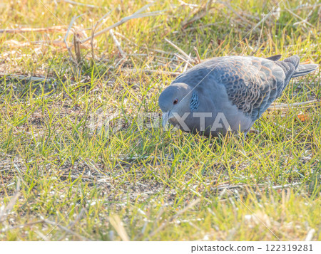 斑鳩在田間覓食 斑鳩在田間覓食 122319281