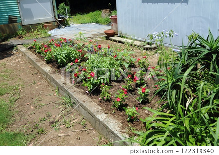 荒尾市少女公民花壇玫瑰花， 122319340