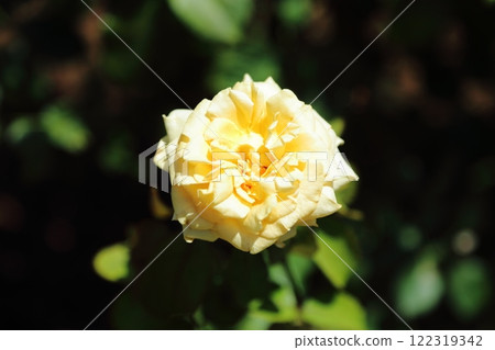 Arao City Ominous Citizen Flower Bed Rose Flower, Arao City Ominous Citizen Flower Bed Rose Flower, 122319342