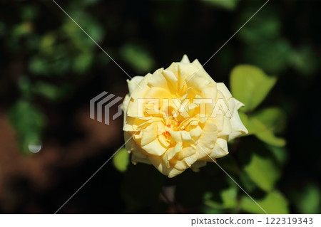 Arao City Ominous Citizen Flower Bed Rose Flower, Arao City Ominous Citizen Flower Bed Rose Flower, 122319343
