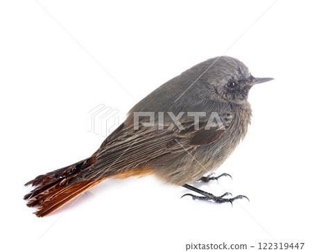 Black redstart in studio 122319447