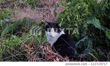 貓 122319717