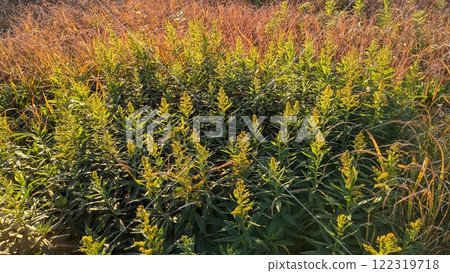 一個字段 122319718