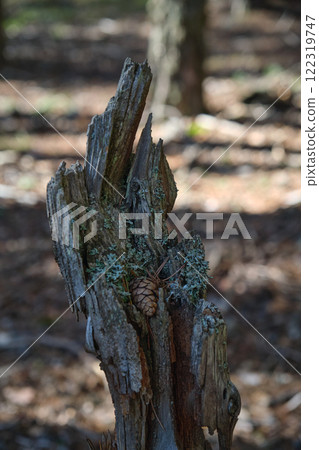 An old tall stump in the forest covered with moss 122319747