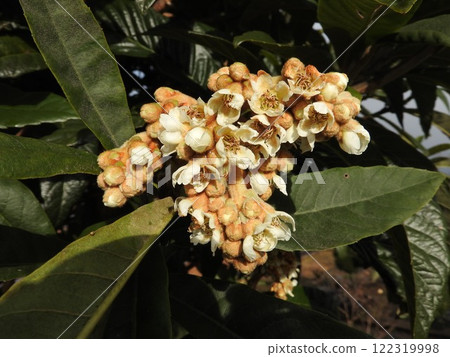 「枇杷」花從秋到冬盛開 122319998